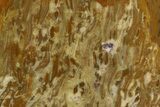 Polished, Jurassic Petrified Tree Fern (Osmunda) - Australia #185188-1